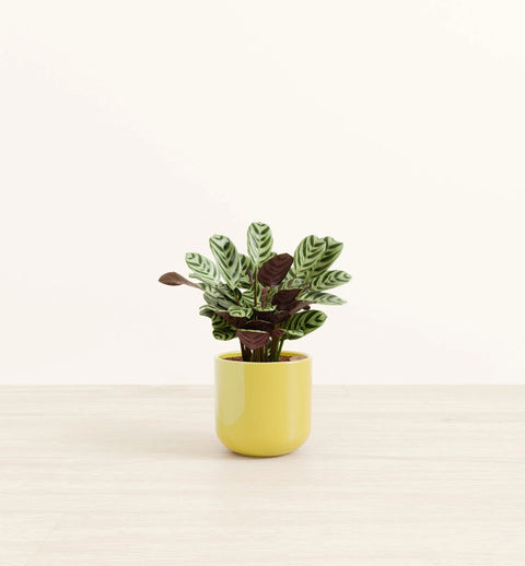 Calathea Burle Marxi