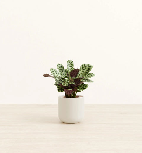 Calathea Burle Marxi
