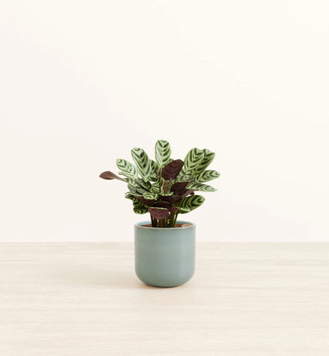 Calathea Burle Marxi