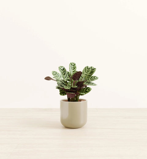 Calathea Burle Marxi