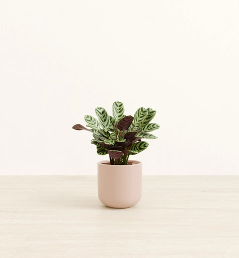 Calathea Burle Marxi