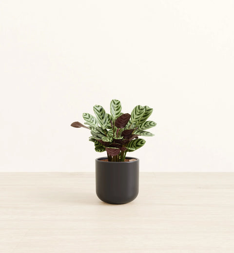 Calathea Burle Marxi
