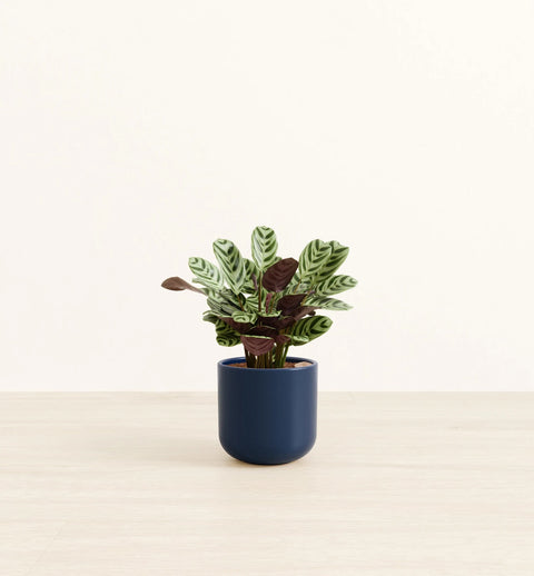 Calathea Burle Marxi