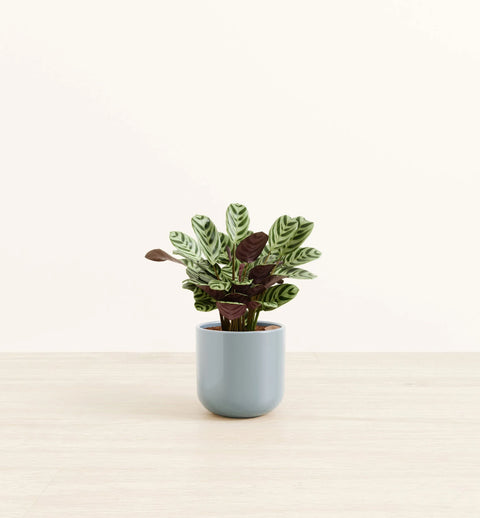Calathea Burle Marxi