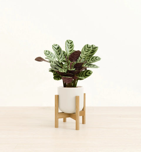 Calathea Burle Marxi