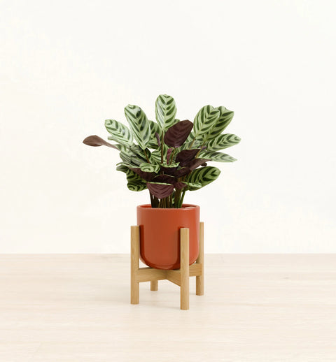 Calathea Burle Marxi