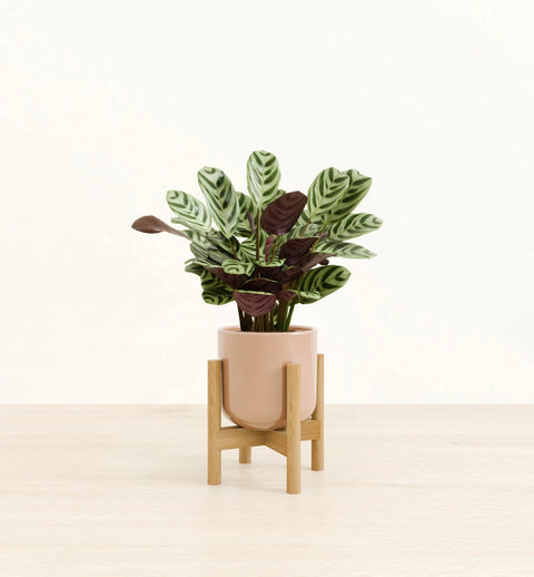 Calathea Burle Marxi