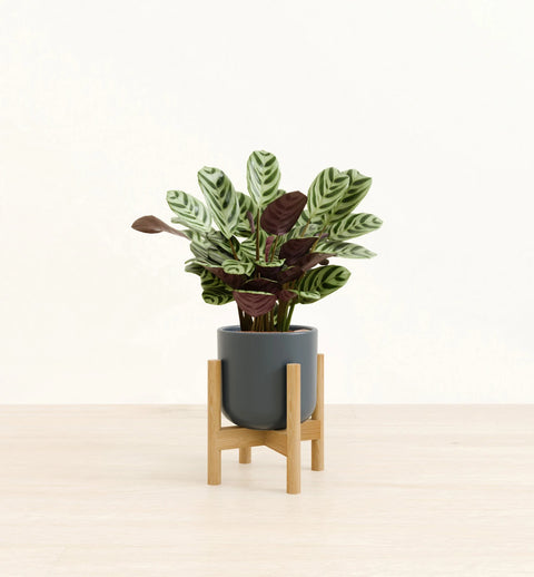 Calathea Burle Marxi