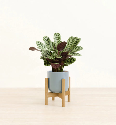 Calathea Burle Marxi