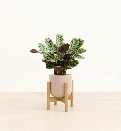 Calathea Burle Marxi