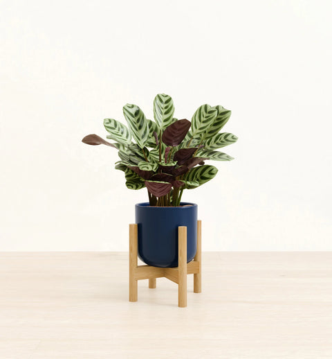 Calathea Burle Marxi