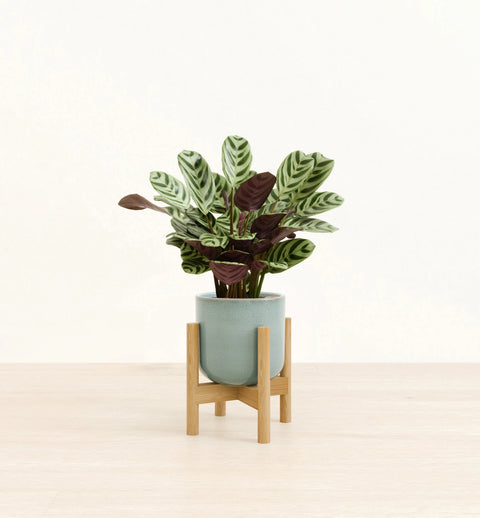 Calathea Burle Marxi