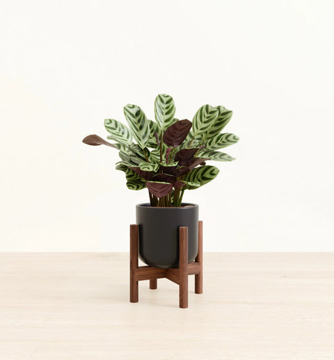 Calathea Burle Marxi