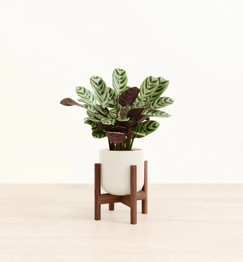 Calathea Burle Marxi