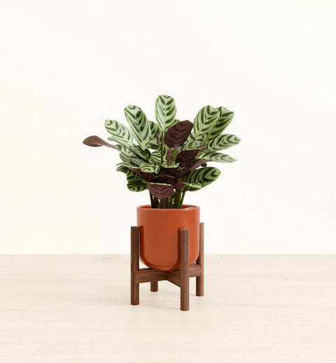 Calathea Burle Marxi