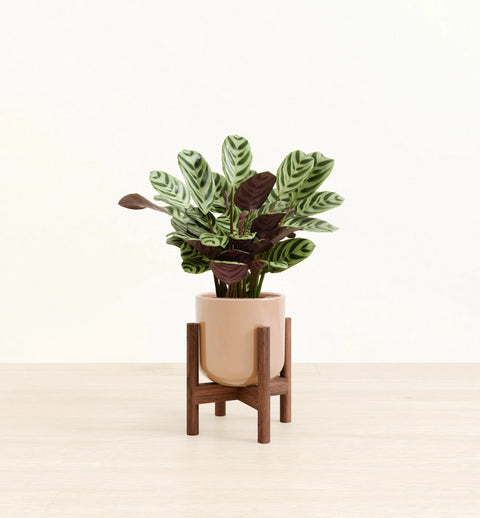 Calathea Burle Marxi