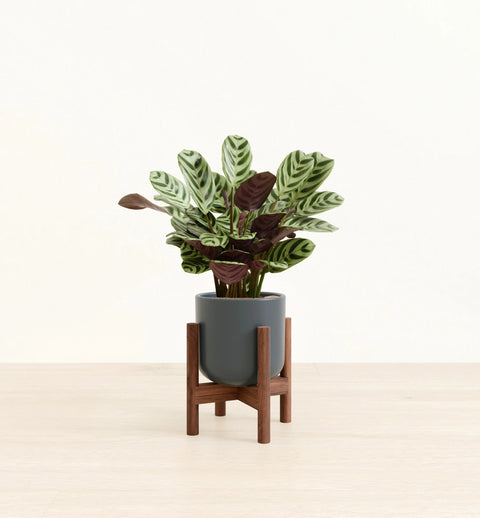 Calathea Burle Marxi