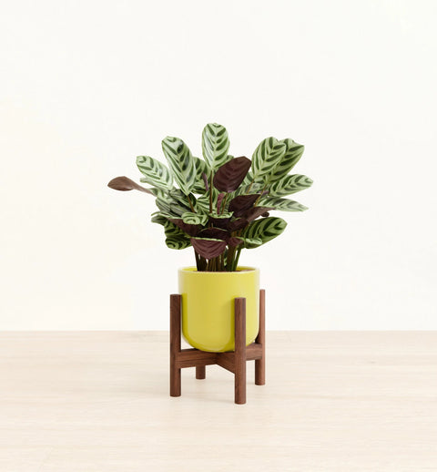 Calathea Burle Marxi