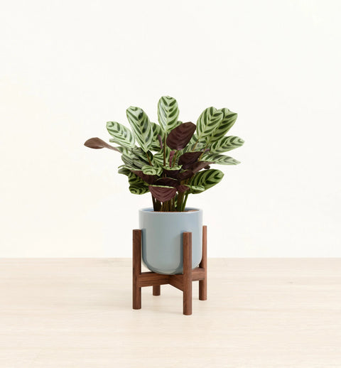 Calathea Burle Marxi