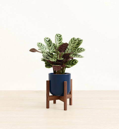 Calathea Burle Marxi