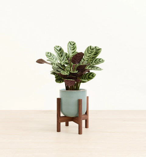 Calathea Burle Marxi