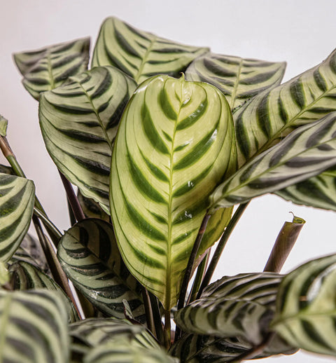 Calathea Burle Marxi
