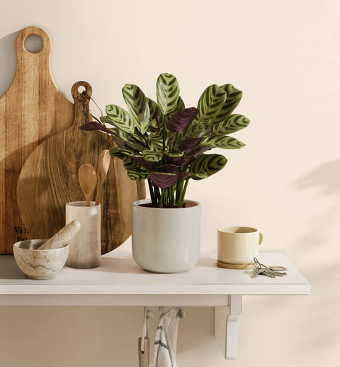 Calathea Burle Marxi