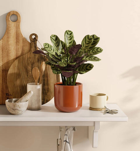 Calathea Burle Marxi