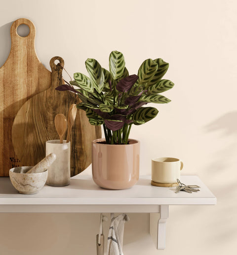 Calathea Burle Marxi