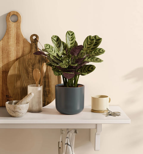 Calathea Burle Marxi