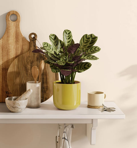 Calathea Burle Marxi
