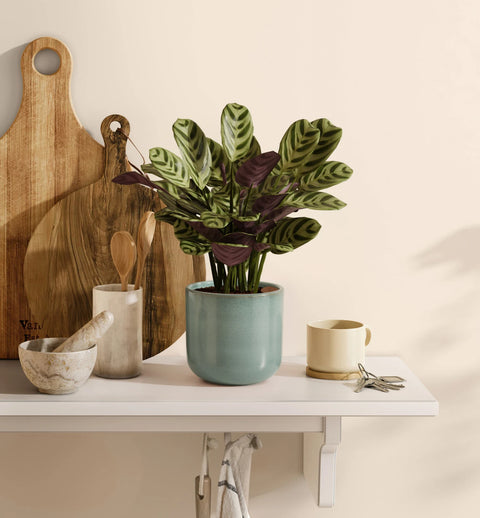 Calathea Burle Marxi