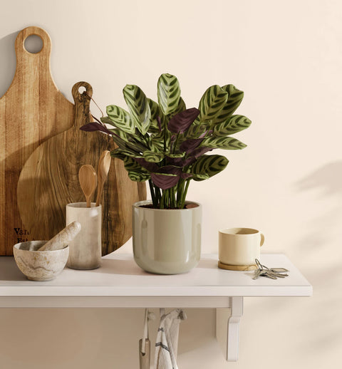 Calathea Burle Marxi