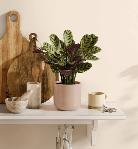 Calathea Burle Marxi