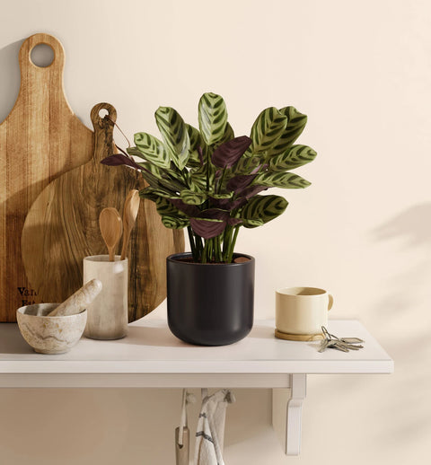Calathea Burle Marxi