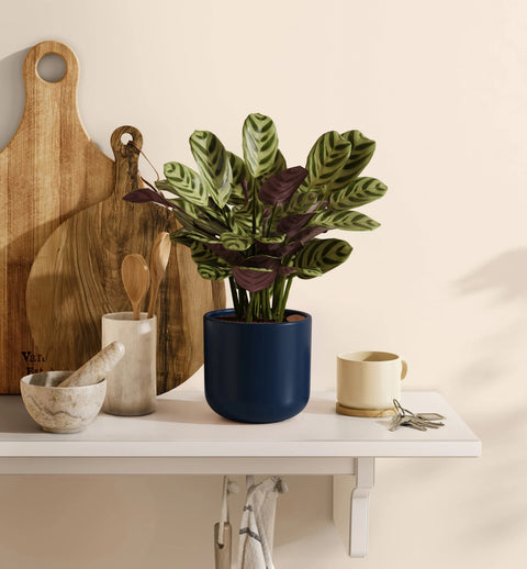 Calathea Burle Marxi