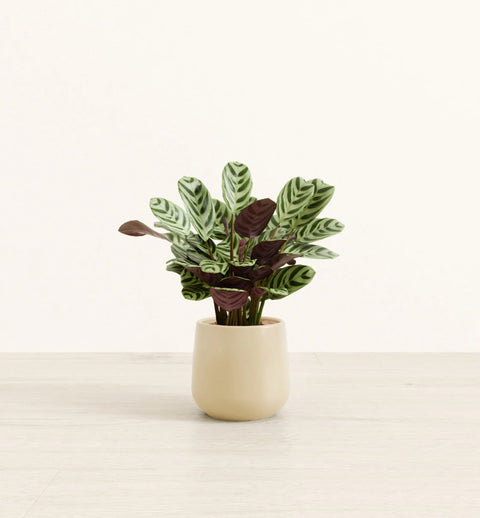 Calathea Burle Marxi