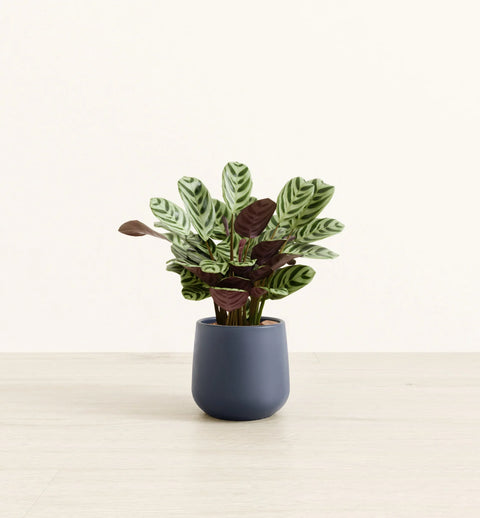 Calathea Burle Marxi