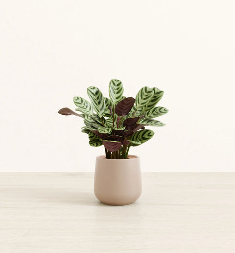 Calathea Burle Marxi