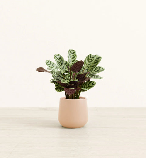 Calathea Burle Marxi