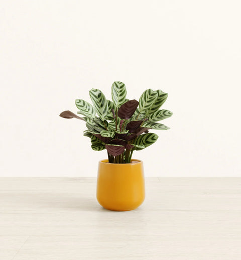 Calathea Burle Marxi
