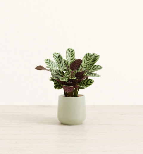 Calathea Burle Marxi
