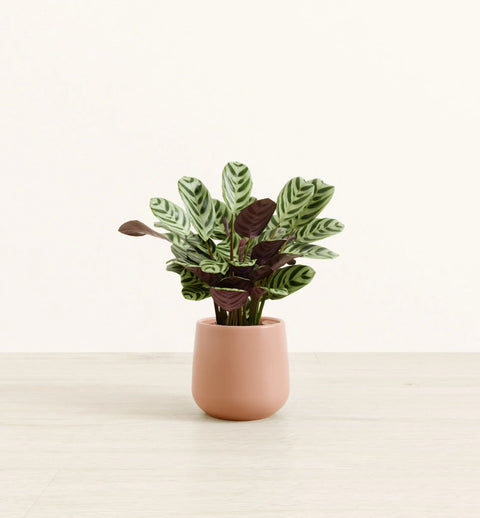 Calathea Burle Marxi