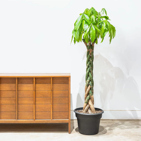 Braided Plants - Indoor