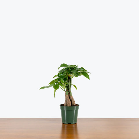 Money Tree