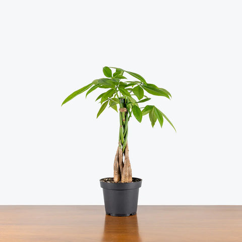 Money Tree