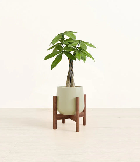 Money Tree