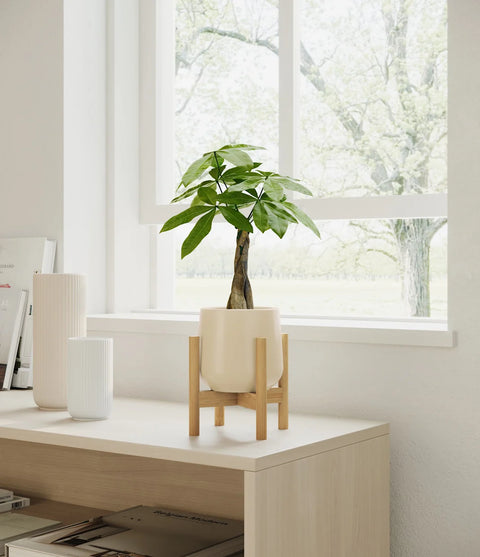 Money Tree