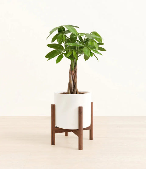 Money Tree