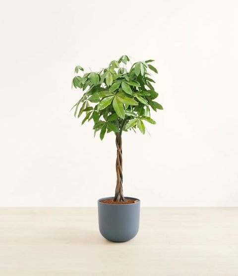 Money Tree XL
